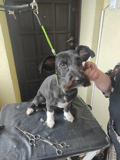 Strzyżenie psów w domu klienta. Mobilny groomer.