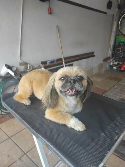 Strzyżenie psów w domu klienta. Mobilny groomer.