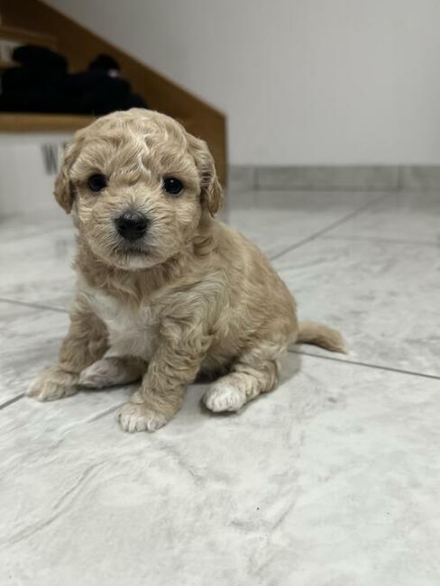 Bichon frise Pudel toy red bichpoo