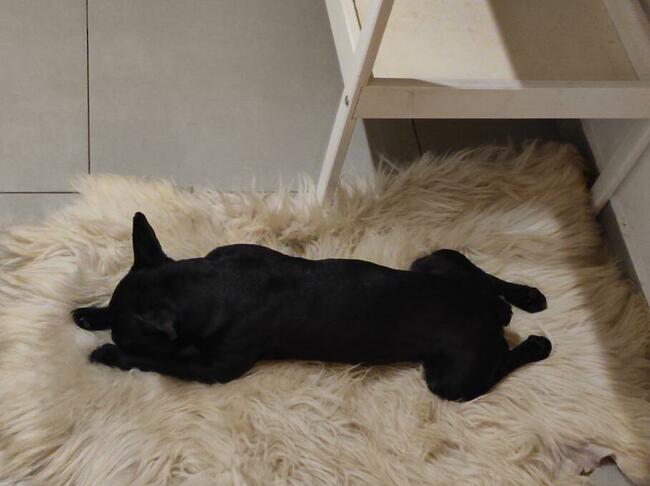 Oddam za darmo suczkę buldog francuski