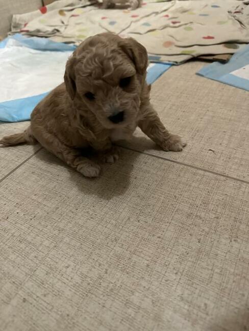 Bichon frise Pudel toy red bichpoo