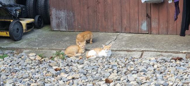 Śliczne rude kotki szukają domu