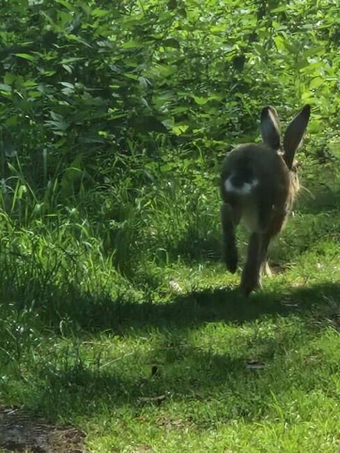 Urokliwe siedlisko kolo Opola