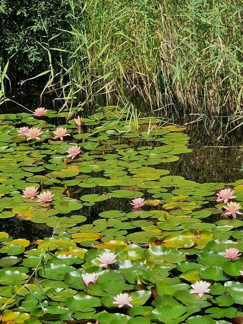 Urokliwe siedlisko kolo Opola