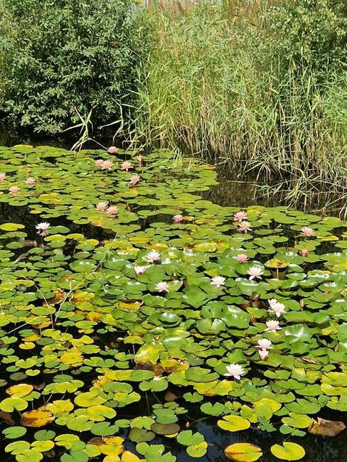 Urokliwe siedlisko kolo Opola