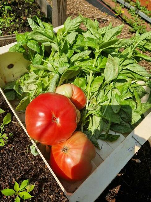 Urokliwe siedlisko kolo Opola