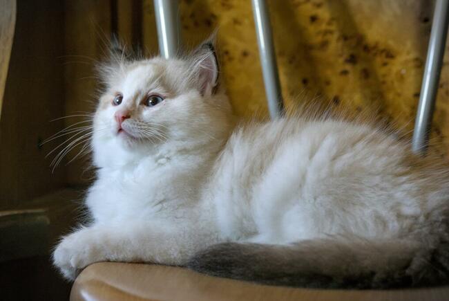 Kotki rasy Ragdoll z rodowodem, Hodowla Sasanka*PL