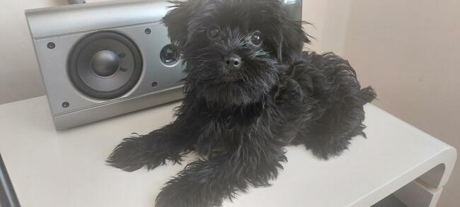 York Mini Suczka Black Czarna