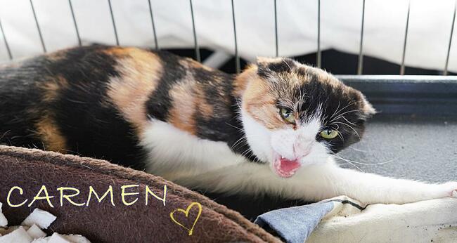 Carmen piękna ok 8 mczna szylkretka blaga o dom Malborg