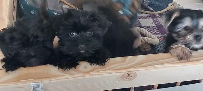 York Mini Suczka Black Czarna