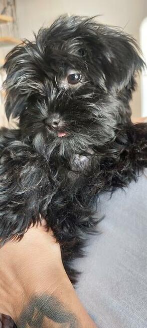 York Mini Suczka Black Czarna