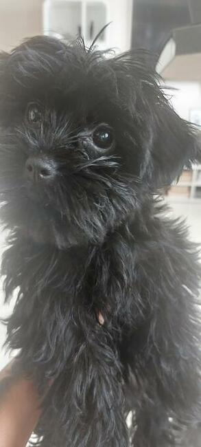 York Mini Suczka Black Czarna