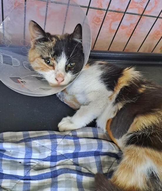 Carmen piękna ok 8 mczna szylkretka blaga o dom Malborg