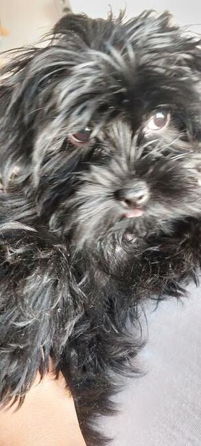 York Mini Suczka Black Czarna