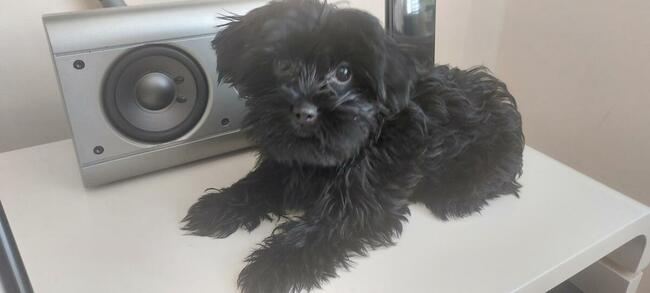 York Mini Suczka Black Czarna