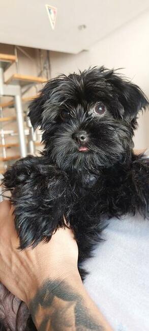 York Mini Suczka Black Czarna