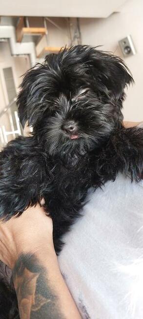 York Mini Suczka Black Czarna