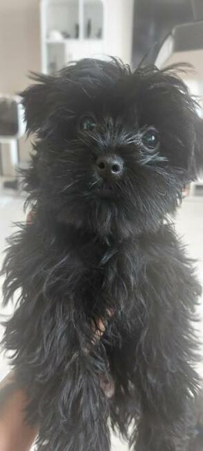 York Mini Suczka Black Czarna