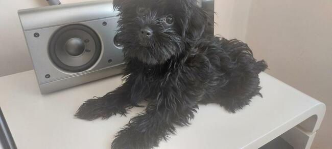 York Mini Suczka Black Czarna