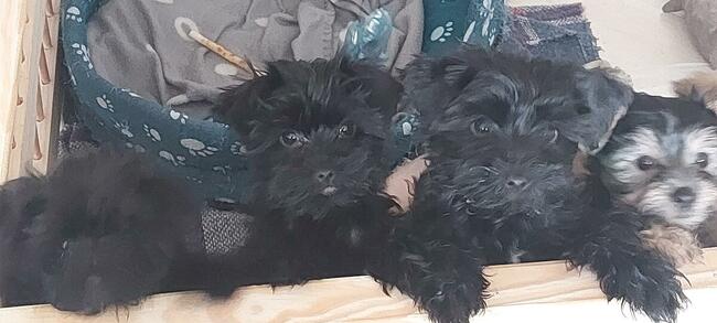 York Mini Suczka Black Czarna