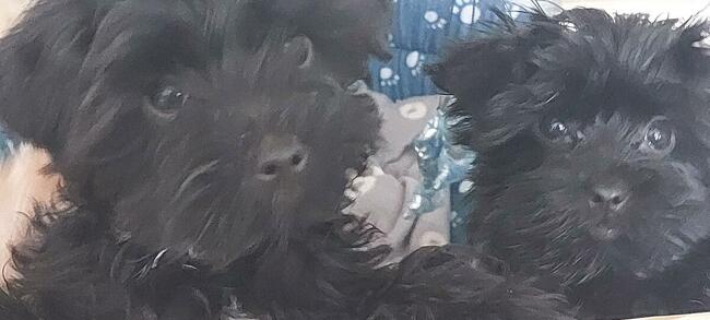 York Mini Suczka Black Czarna