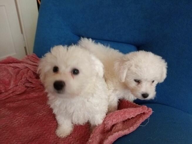 Bichon Frise