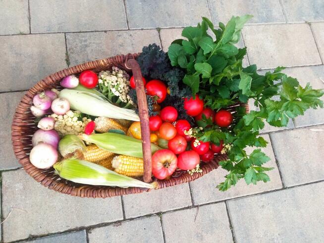 Pomoc domowa, kuchenna, sprzątanie–Kraków/Ochojno-od 08.2024