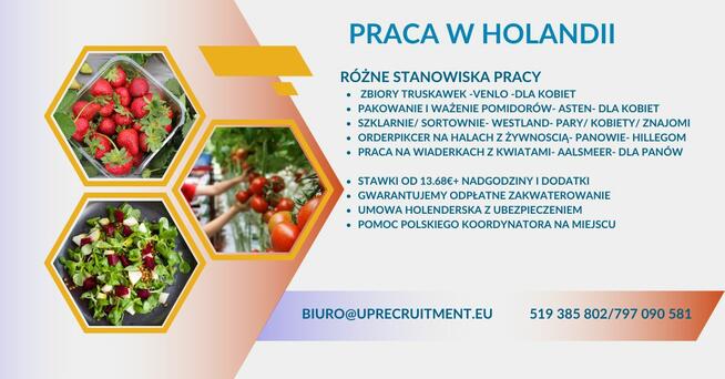 praca Holandia BEZ WYMAGAŃ