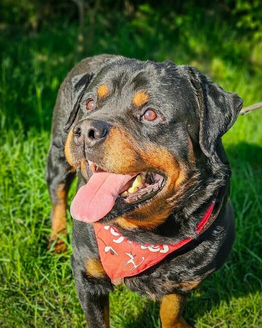 Dostojny, majestatyczny, silny Diego w typie rottweilera!