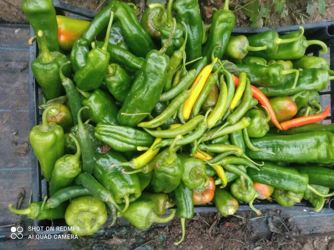 Pomoc domowa, kuchenna, sprzątanie–Kraków/Ochojno-od 08.2024