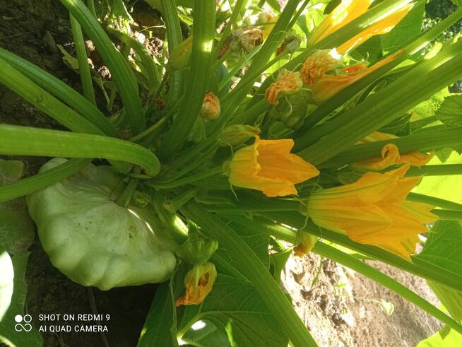 Pomoc domowa, kuchenna, sprzątanie–Kraków/Ochojno-od 08.2024