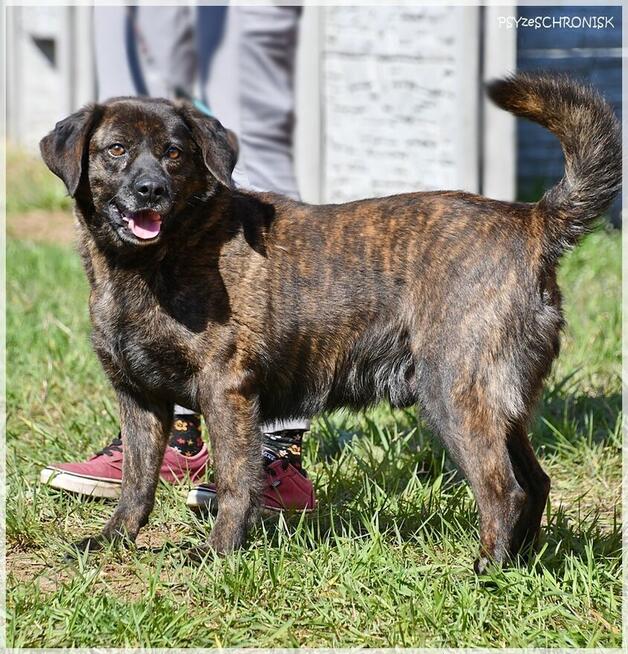 Imbir - zwykły/niezwykły wiejski kundelek