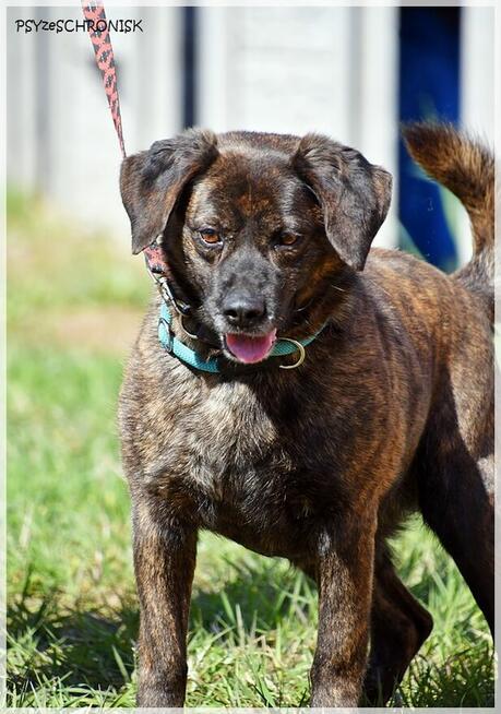 Imbir - zwykły/niezwykły wiejski kundelek