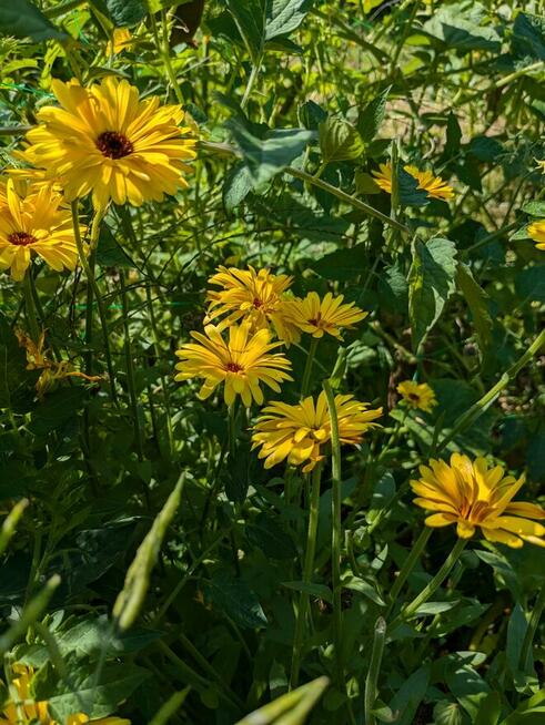 Malwa czarna i kolory jadalna nasiona