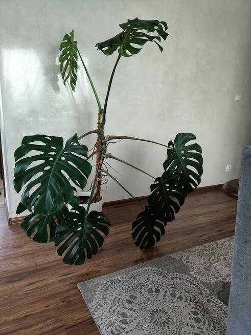 Monstera deliciosa dziurawa