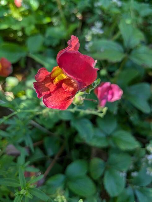 Malwa czarna i kolory jadalna nasiona