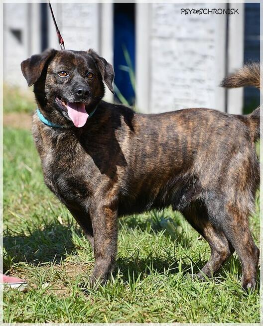 Imbir - zwykły/niezwykły wiejski kundelek