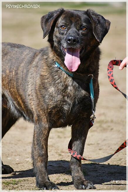 Imbir - zwykły/niezwykły wiejski kundelek