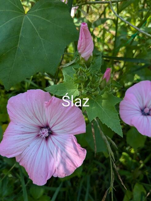 Malwa czarna i kolory jadalna nasiona