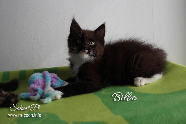 Maine Coon - śliczne kocięta, rodowód WCF