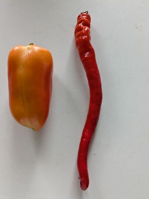 Malwa czarna i kolory jadalna nasiona