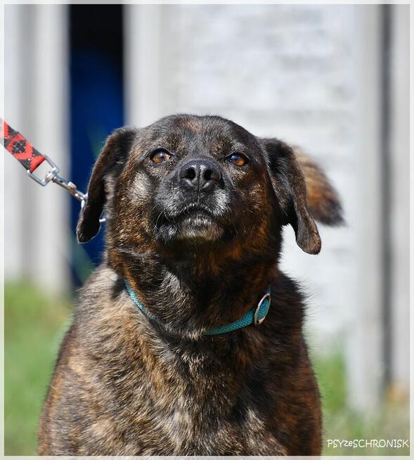 Imbir - zwykły/niezwykły wiejski kundelek