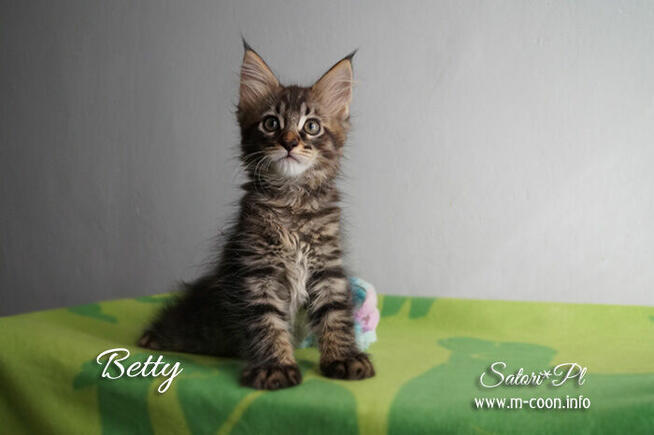 Maine Coon - śliczne kocięta, rodowód WCF