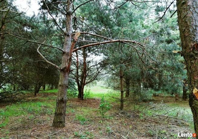 Przepiękna działka w lesie k/zalewu b. tanio!