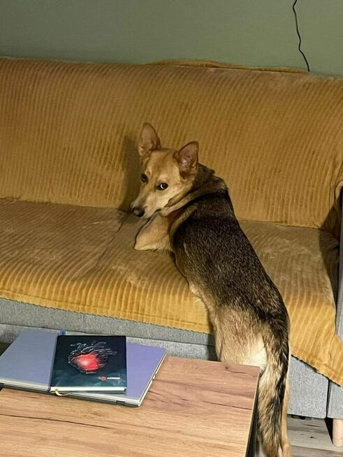 Miko ok 2 let.psiak czeka na odpowiedzialny dom Kaspian Satr