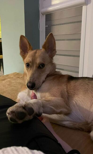 Miko ok 2 let.psiak czeka na odpowiedzialny dom Kaspian Satr