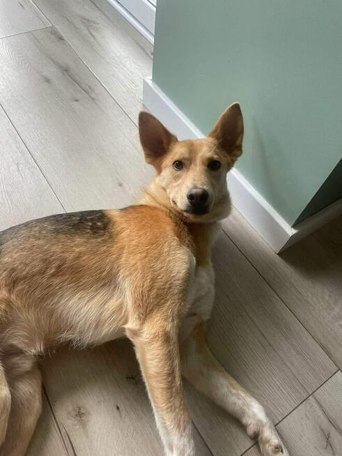 Miko ok 2 let.psiak czeka na odpowiedzialny dom Kaspian Satr