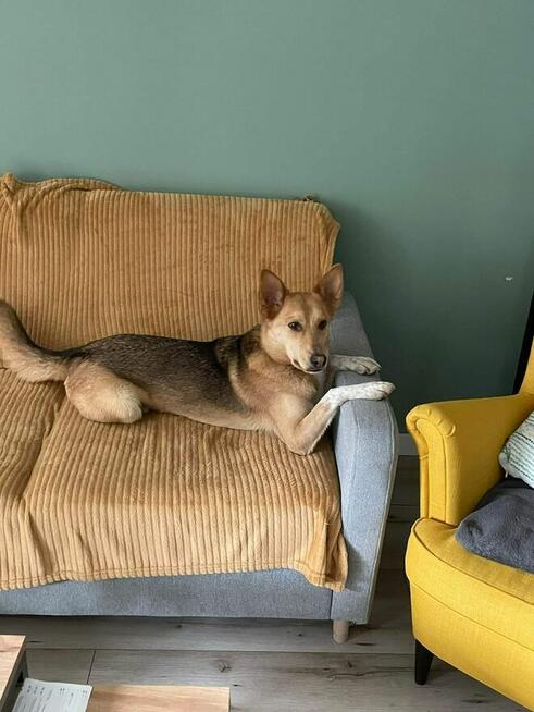 Miko ok 2 let.psiak czeka na odpowiedzialny dom Kaspian Satr