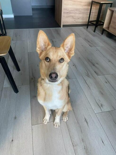 Miko ok 2 let.psiak czeka na odpowiedzialny dom Kaspian Satr