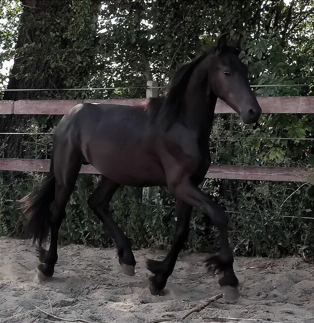 Ogier fryz fryzyjski kon